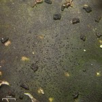 Stigmidium peltideae