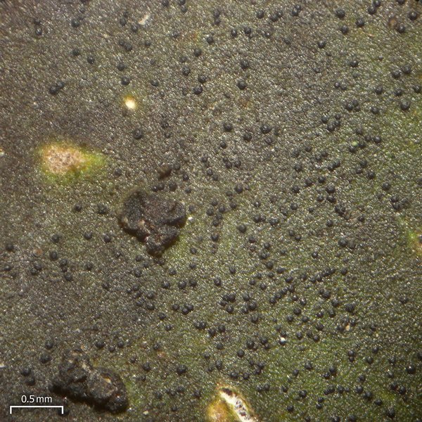 Stigmidium peltideae