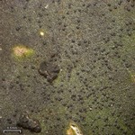 Stigmidium peltideae