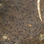 Stigmidium peltideae