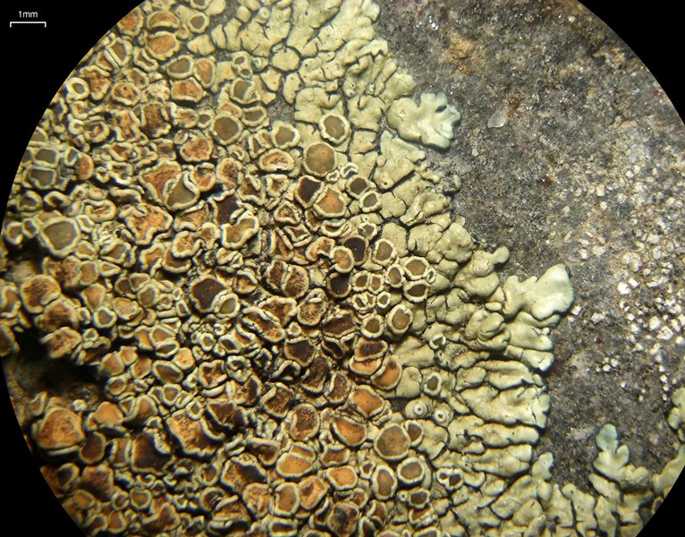 Stigmidium squamariae