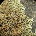 Stigmidium squamariae