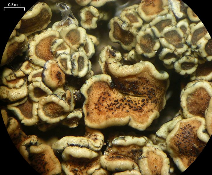 Stigmidium squamariae