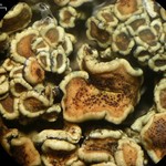 Stigmidium squamariae
