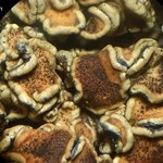 Stigmidium squamariae