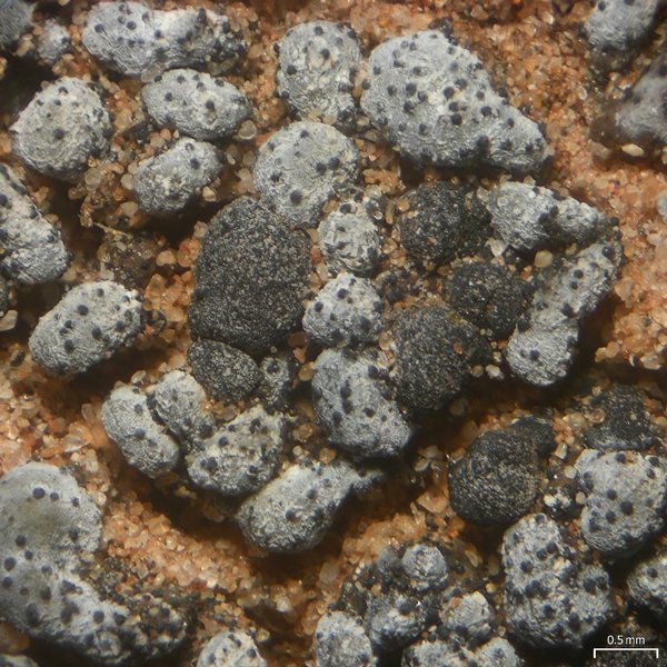 Stigmidium tabacinae
