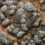 Stigmidium tabacinae
