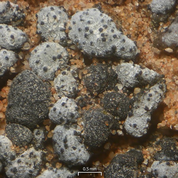Stigmidium tabacinae