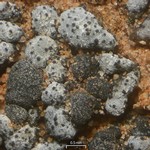 Stigmidium tabacinae