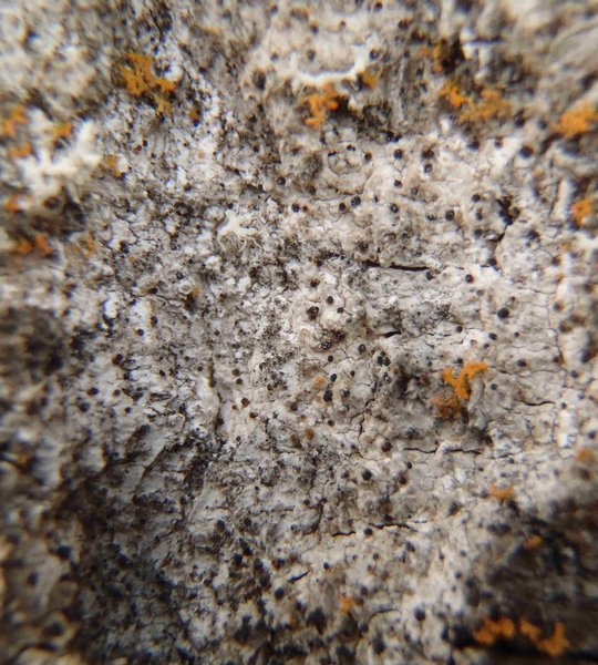 Strangospora moriformis