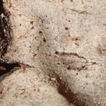 Strangospora pinicola