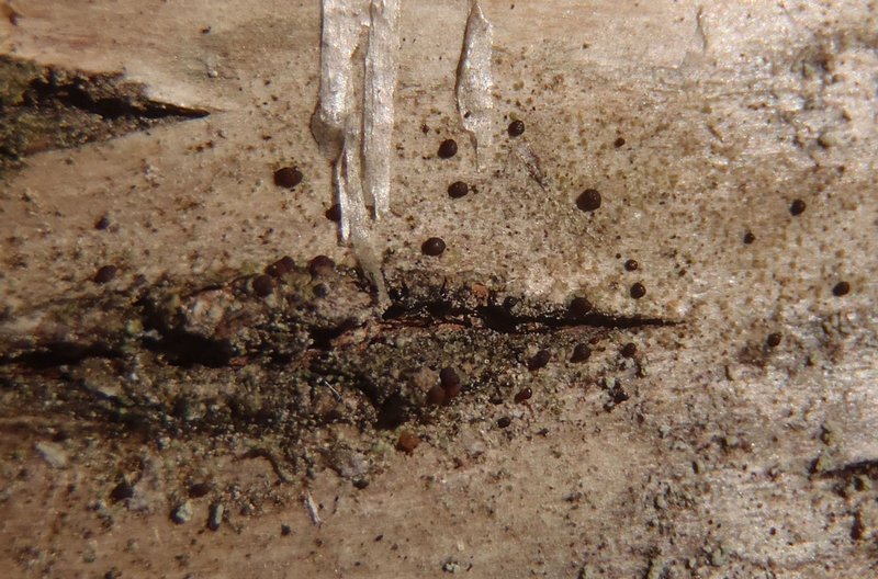 Strangospora pinicola