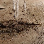 Strangospora pinicola