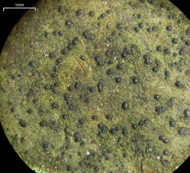 Strigula jamesii