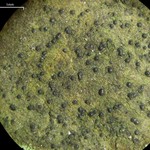 Strigula jamesii