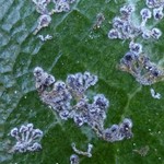 Strigula smaragdula