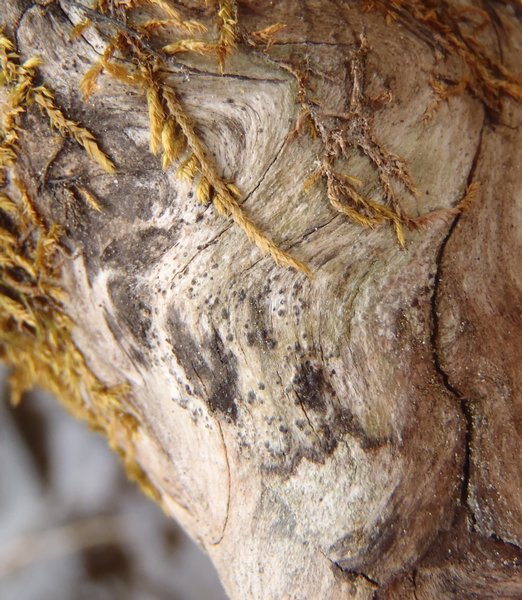 Strigula stigmatella