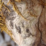 Strigula stigmatella