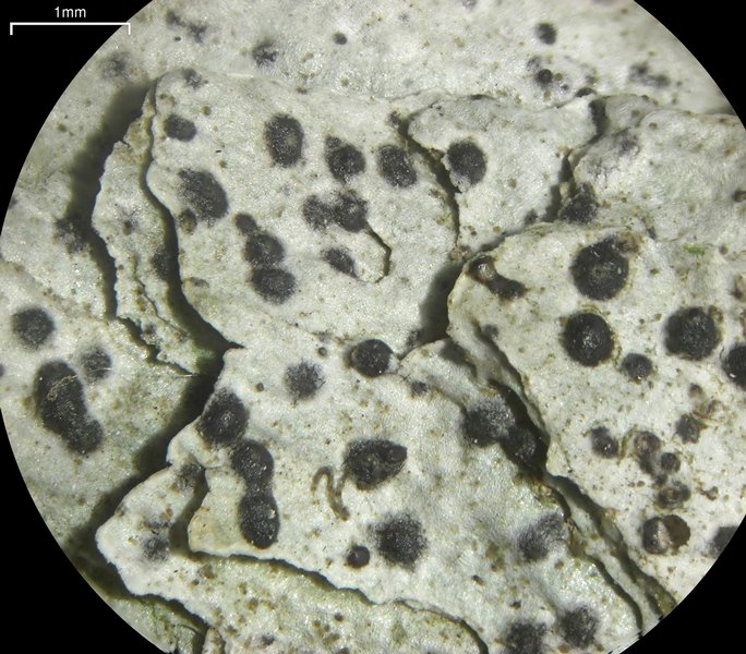 Strigula submuriformis