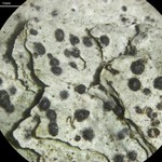Strigula submuriformis