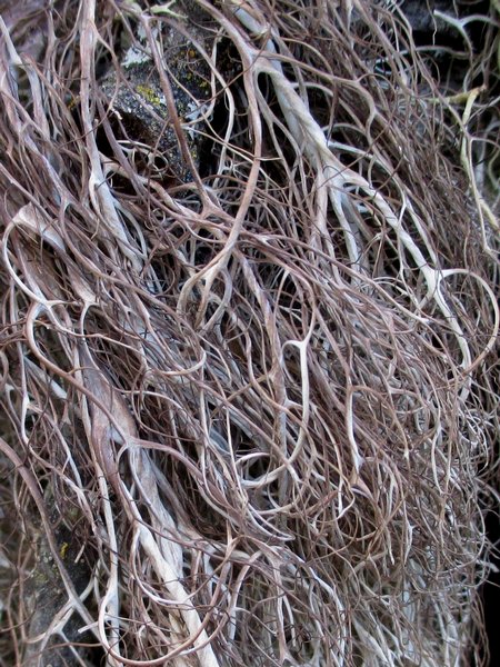 Sulcaria badia