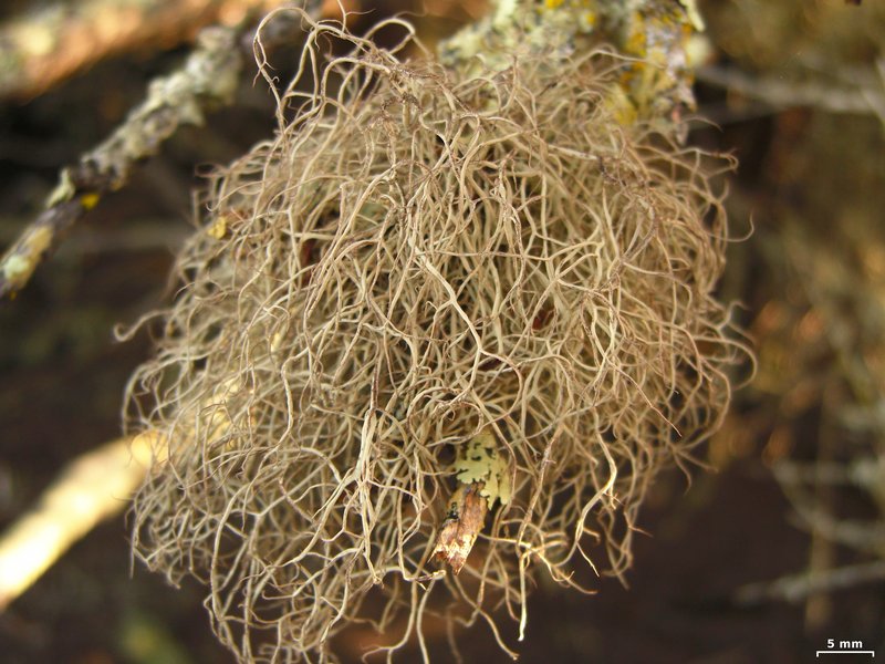 Sulcaria isidiifera