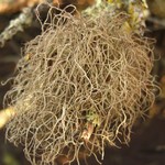 Sulcaria isidiifera