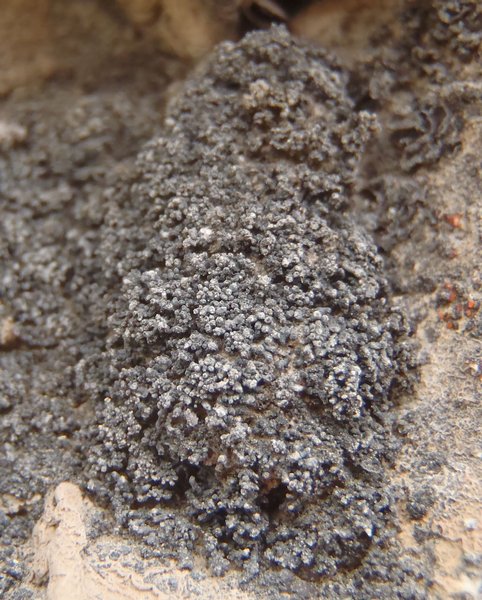 Synalissa symphorea