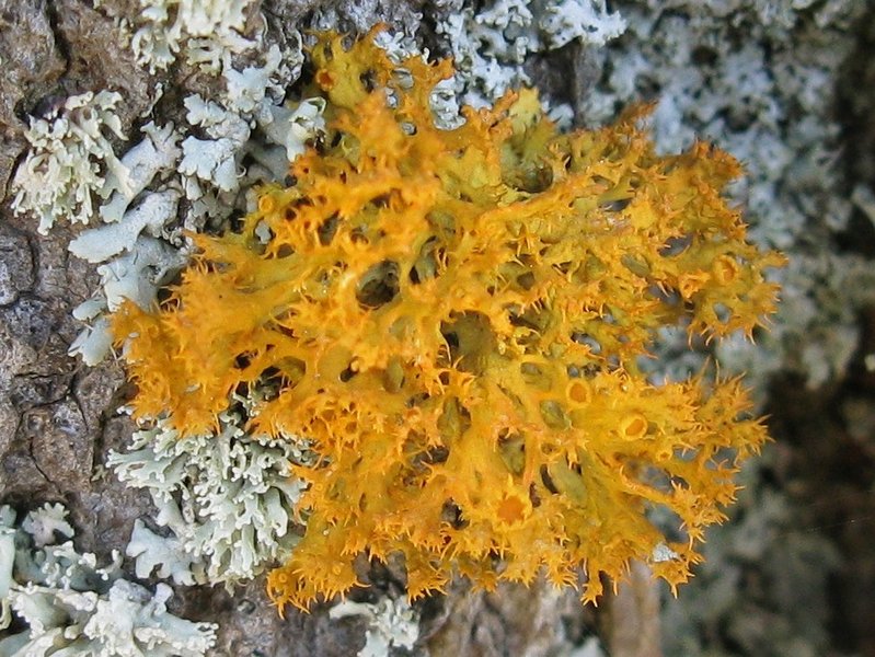 Teloschistes chrysophthalmus