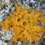 Teloschistes chrysophthalmus