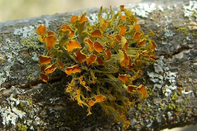 Teloschistes chrysophthalmus