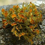 Teloschistes chrysophthalmus