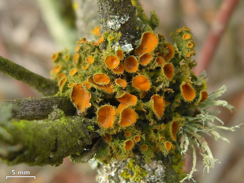 Teloschistes chrysophthalmus