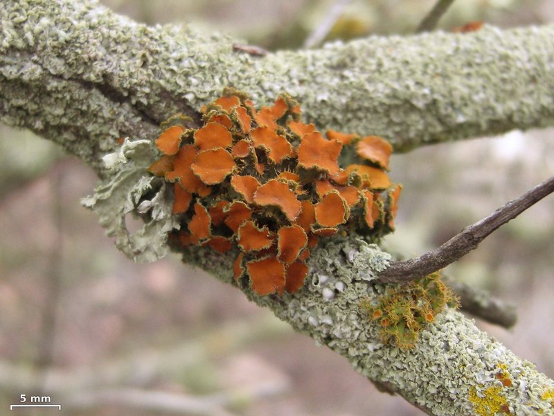 Teloschistes chrysophthalmus