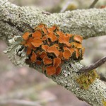 Teloschistes chrysophthalmus