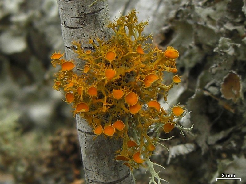 Teloschistes chrysophthalmus