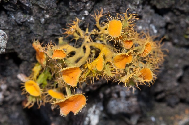 Teloschistes chrysophthalmus