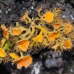 Teloschistes chrysophthalmus