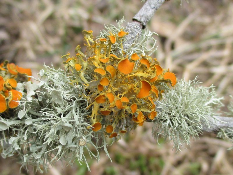 Teloschistes chrysophthalmus