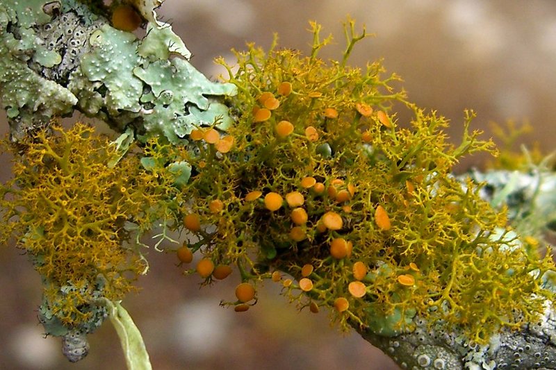 Teloschistes exilis