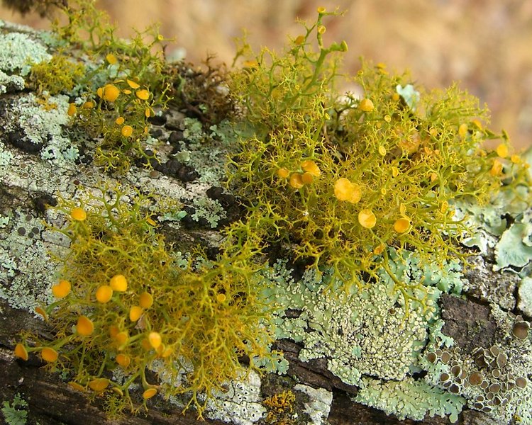 Teloschistes exilis