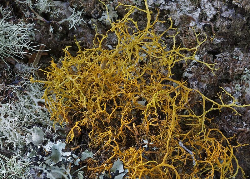 Teloschistes flavicans