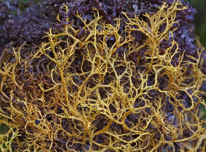 Teloschistes flavicans