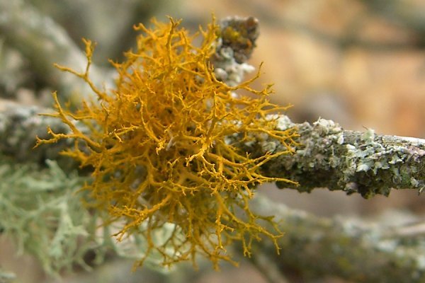 Teloschistes flavicans