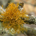 Teloschistes flavicans
