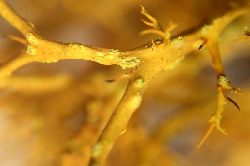 Teloschistes flavicans