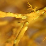 Teloschistes flavicans
