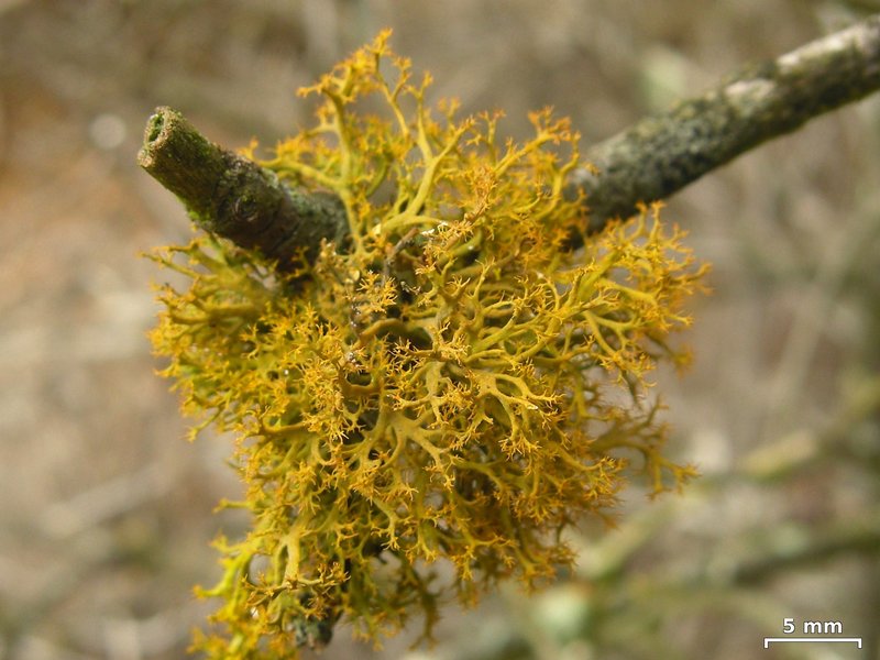 Teloschistes flavicans