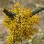 Teloschistes flavicans