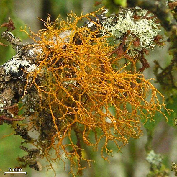 Teloschistes flavicans